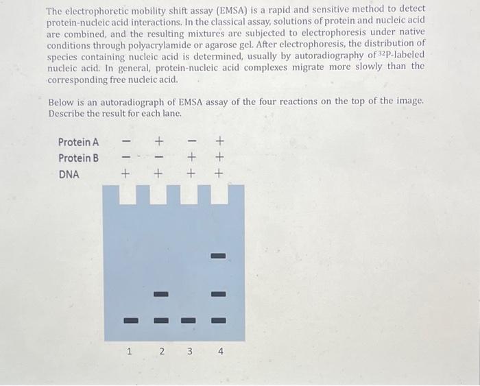 Electrophoretic Mobility Shift Assay (EMSA)  Electrophoresis Products &  Reviews on SelectScience