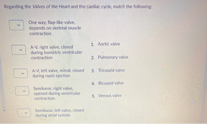 Solved Regarding the Valves of the Heart and the cardiac | Chegg.com