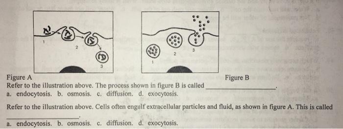 Solved Od Figure A Figure B Refer To The Illustration Above Chegg Com