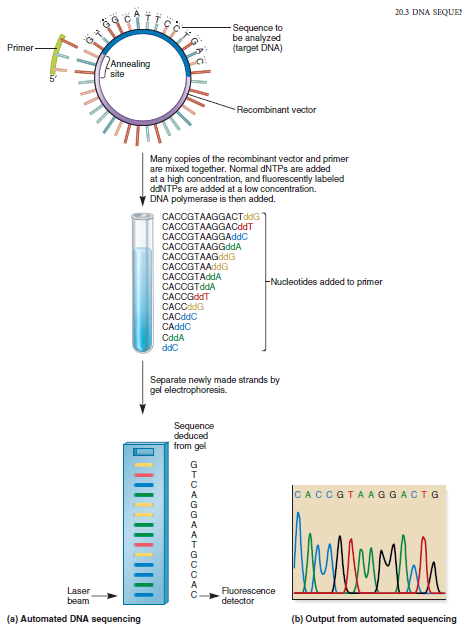 Solved: The technique of dideoxy sequencing of DNA is described ...