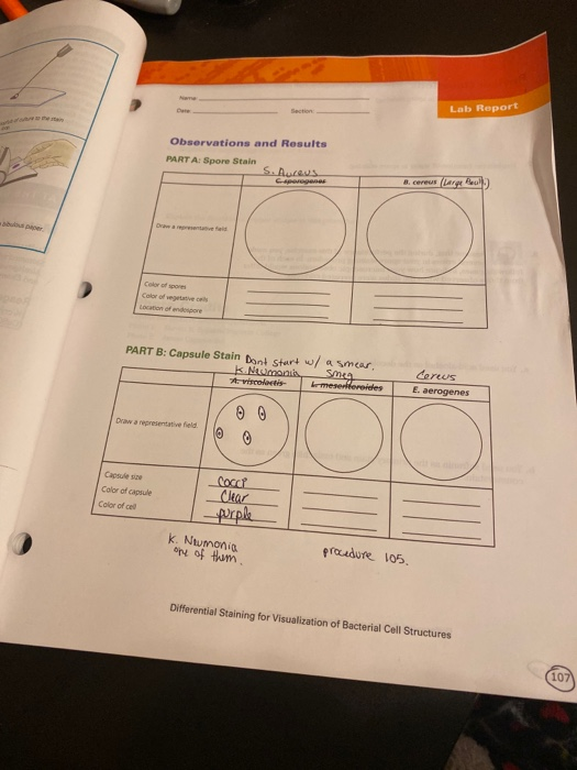 Solved Lab Report Observations and Results PART A Spore