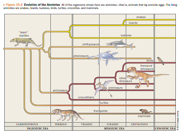 Construct a cladogram showing the relationships among bird... | Chegg.com