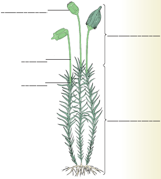 Label the structures on this diagram of a moss. drag the labels onto the diagram below. not all labels will be used.