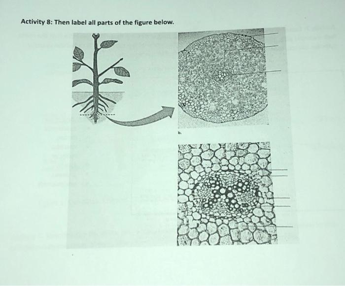 Solved Activity 8: Then label all parts of the figure below. | Chegg.com