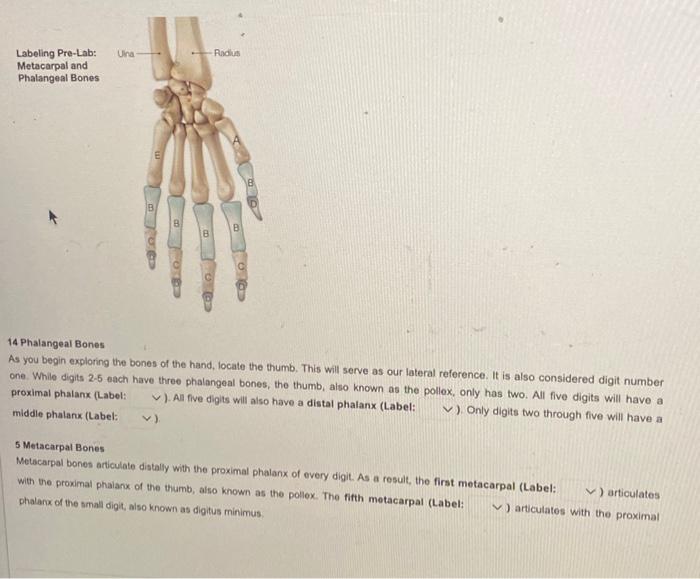 It is best to organize the eight carpal bones into Chegg