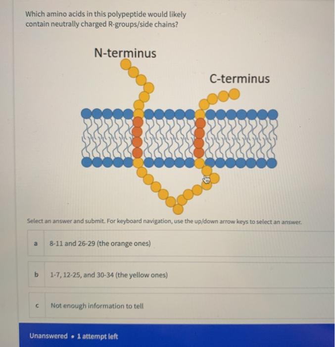 Solved Which amino acids in this polypeptide would likely | Chegg.com