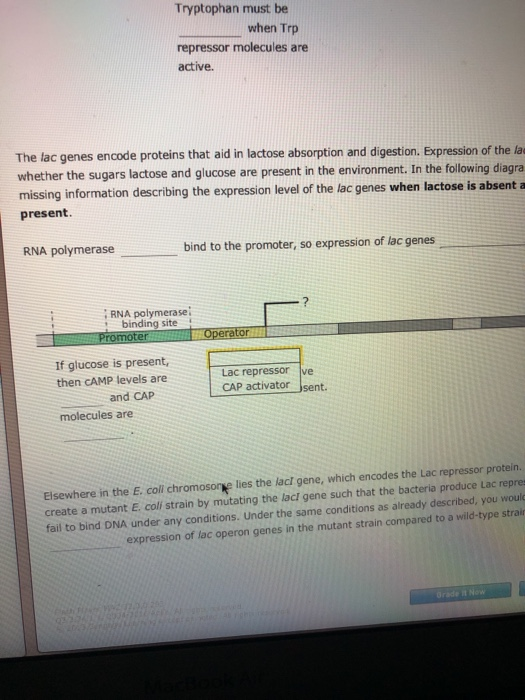 Solved Aa Aa 2. Regulation of prokaryotic gene expression | Chegg.com