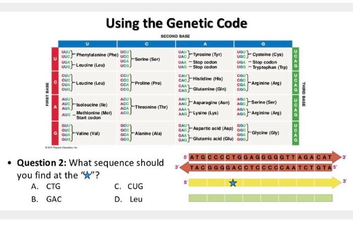 Solved The Genetic Code • DNA has a directionality. - Only | Chegg.com