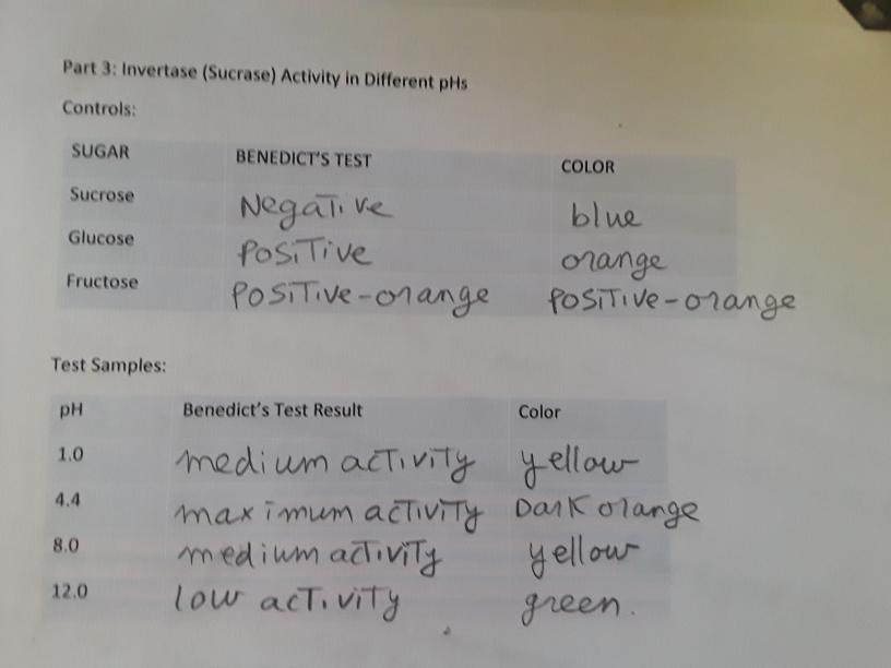 Solved Enzyme Lab Report Data and Conclusion Questions