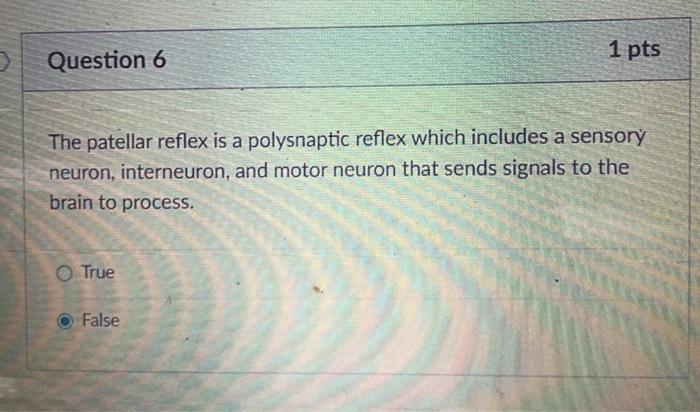 1 pts Question 6 The patellar reflex is a polysnaptic reflex which includes a sensorý neuron, interneuron, and motor neuron t