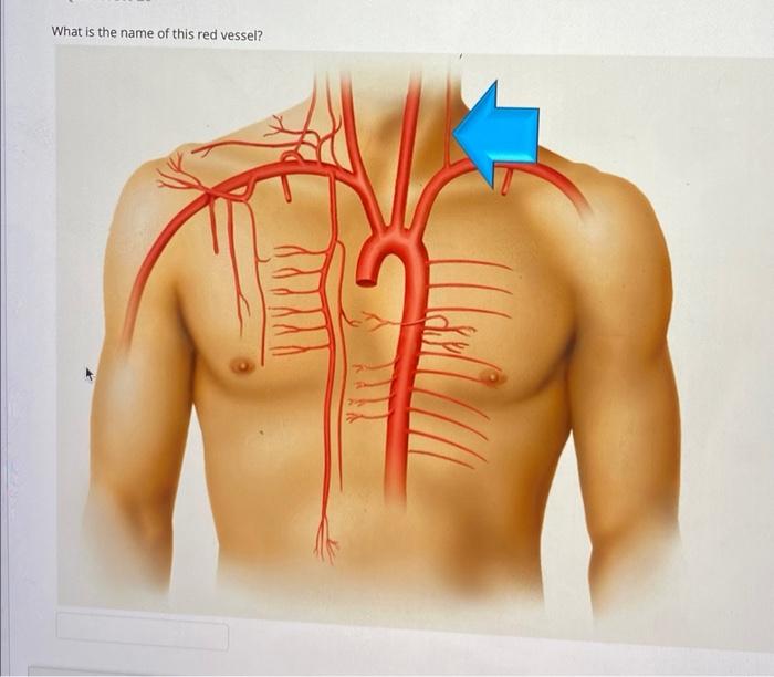 Solved What is the name of this red vessel? | Chegg.com