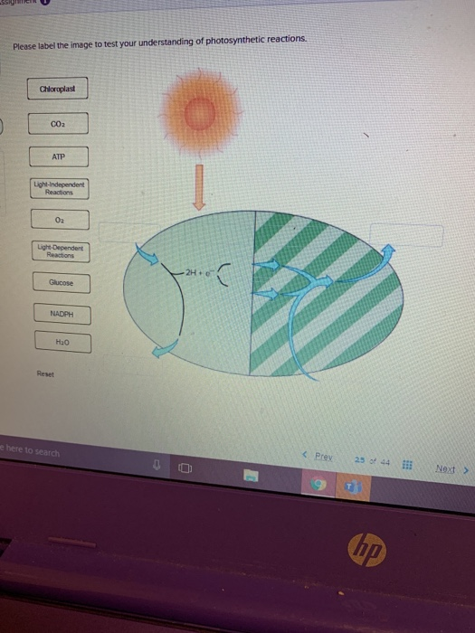 Solved Please label the image to test your understanding of | Chegg.com