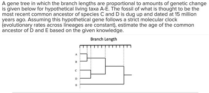 Solved A gene tree in which the branch lengths are | Chegg.com