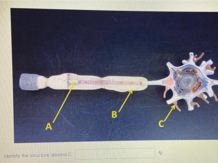 Solved B А A Identify the structure labeled C | Chegg.com