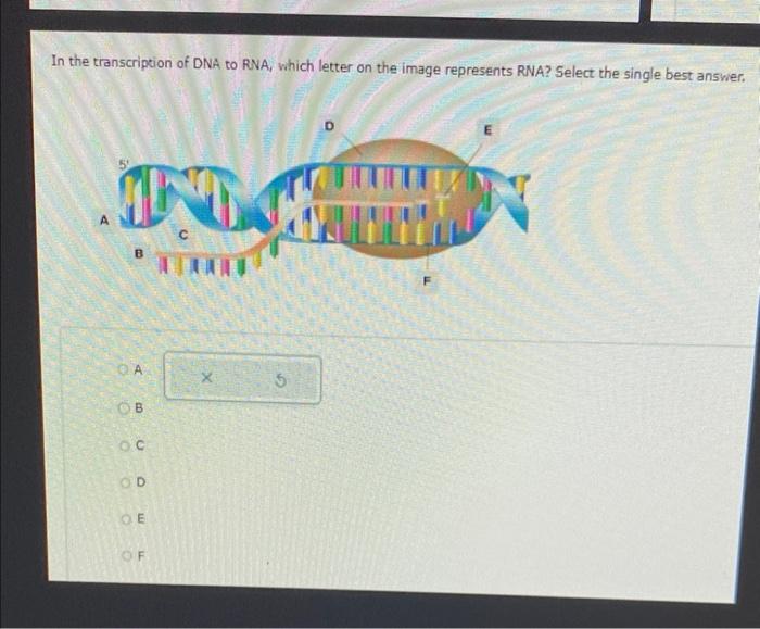Solved Write the complementary strand for each of the | Chegg.com