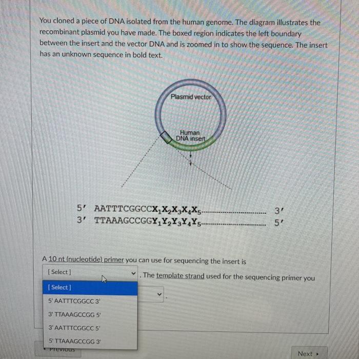 Solved You cloned a piece of DNA isolated from the human | Chegg.com