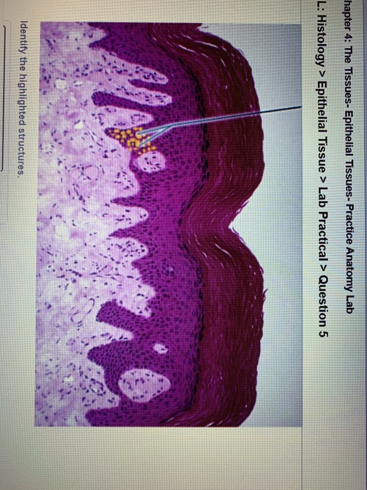 Hapter 4 The Tissues Epithelial Tissues Practice Chegg 