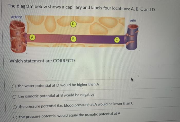 The Diagram Below Shows A Capillary And Labels Four Chegg Com