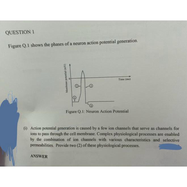 Solved Action Potential Generation Is Caused By A Few Ion | Chegg.com