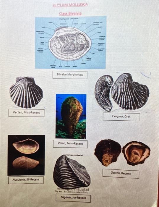Solved NonMarine No. 3 Phylum Mollusca This clam is a