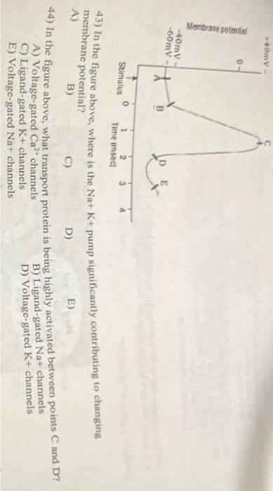 Solved 43) In the figure above, where is the Na+K+ pump | Chegg.com