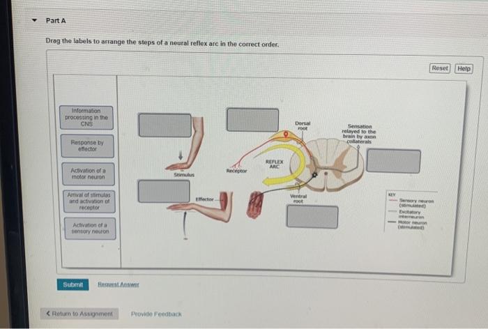 Solved Part A Drag the labels to arrange the steps of a | Chegg.com