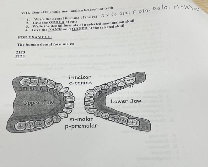 Solved VIII. Dental Formula mammalian heterodont teeth 1.