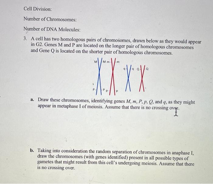 Solved 3. A cell has two homologous pairs of chromosomes, | Chegg.com