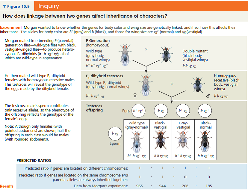 in a fruit fly experiment grey body normal winged