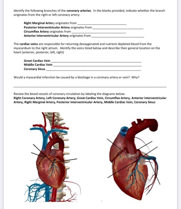 Solved Lab Exercise: Blood Vessels Of The Body - Visible | Chegg.com