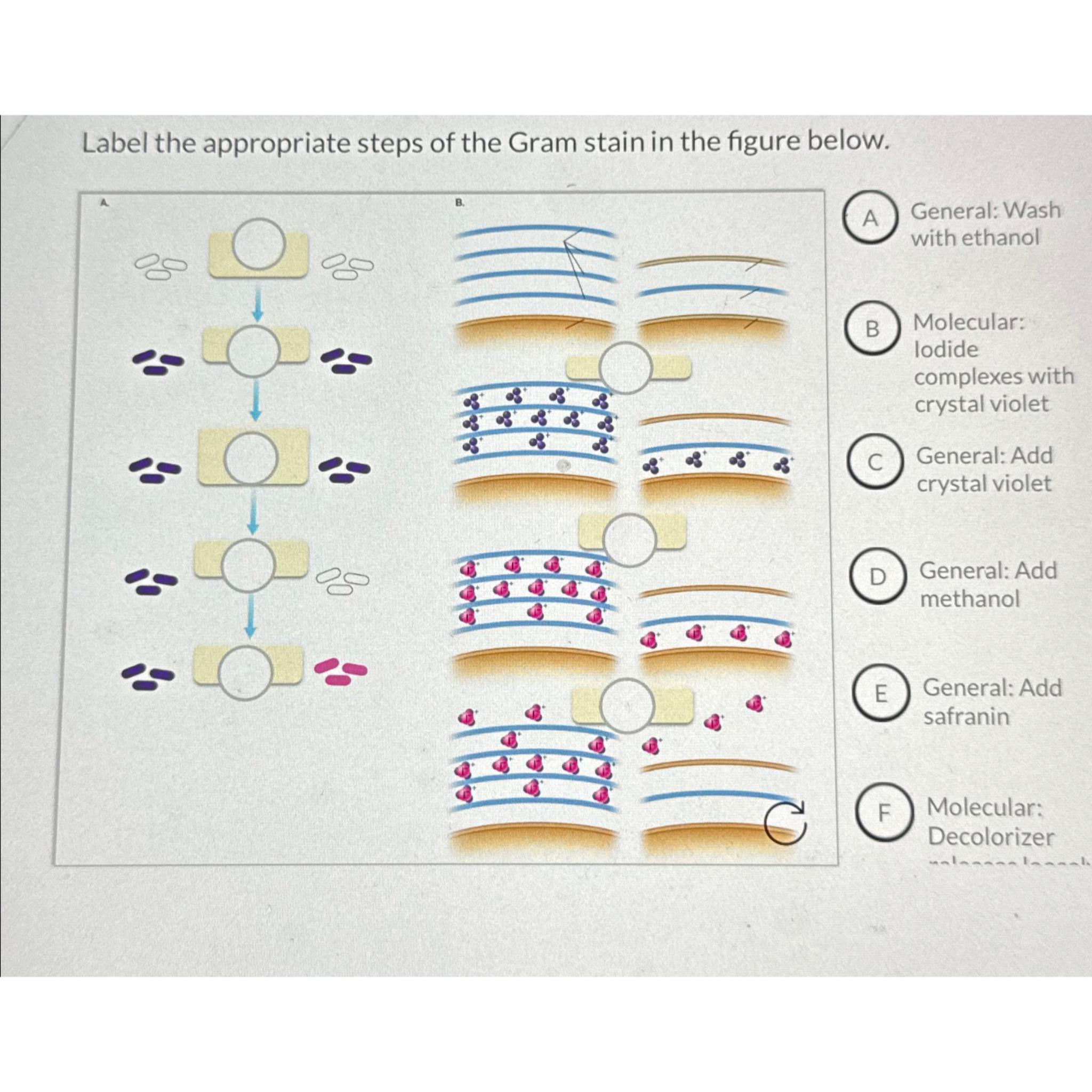 Solved Label the appropriate steps of the Gram stain in the | Chegg.com