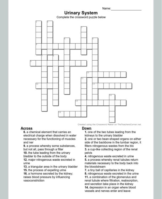 Solved Name: Urinary System Complete the crossword puzzle Chegg com