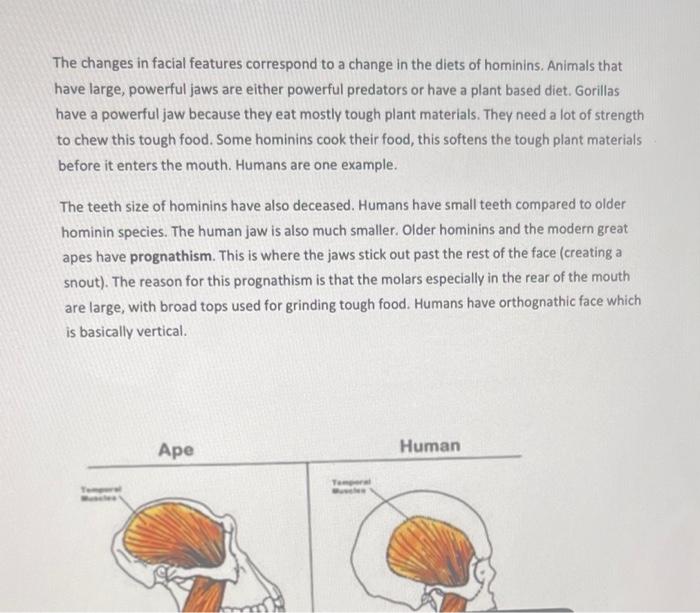 Solved Question: Based on the handout, How might prognathism | Chegg.com