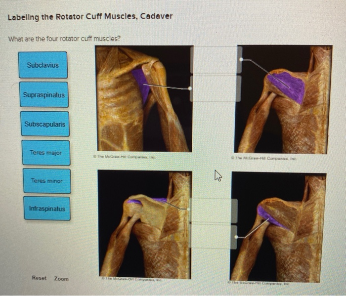Rotator Cuff Anatomy Cadaver