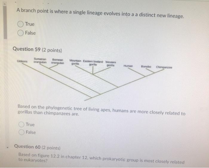 Solved A Branch Point Is Where A Single Lineage Evolves Into | Chegg.com
