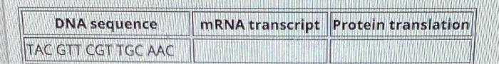 Solved DNA sequence mRNA transcript Protein translation TAC | Chegg.com