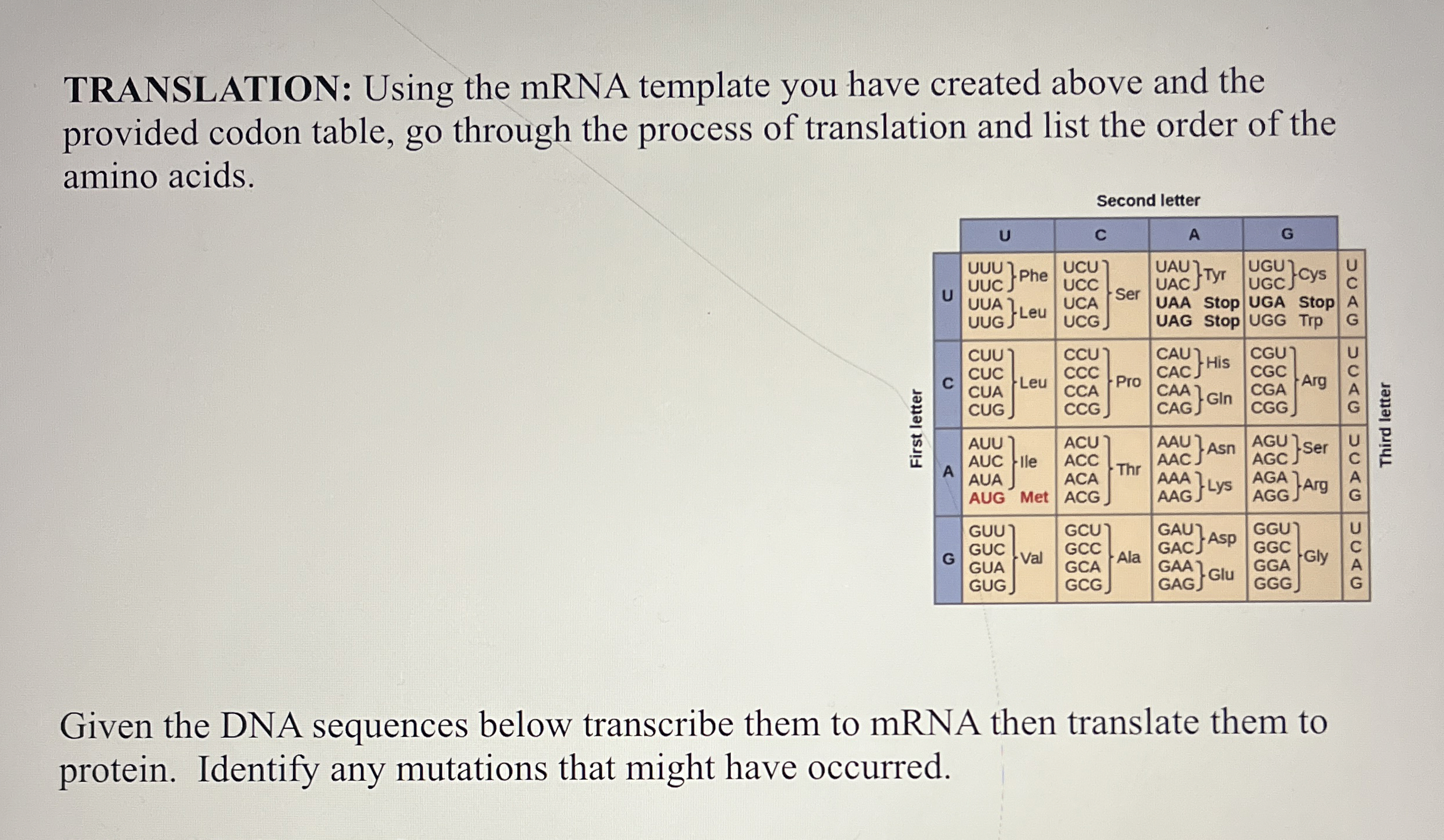 TRANSLATION Using the mRNA template you have created