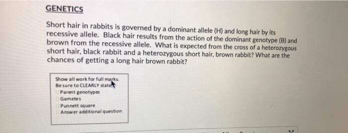Solved GENETICS Short hair in rabbits is governed by a | Chegg.com