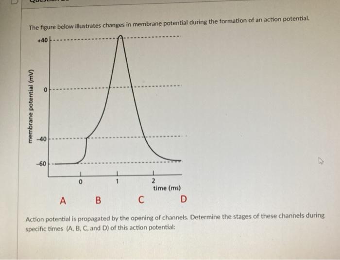 Solved The figure below illustrates changes in membrane | Chegg.com