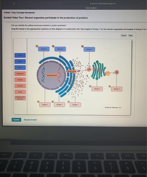 mastering biology chapter 18 homework answers