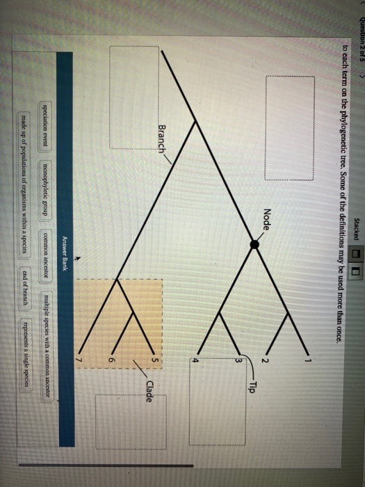 Solved The Phylogenetic Tree Shows The Evolutionary | Chegg.com