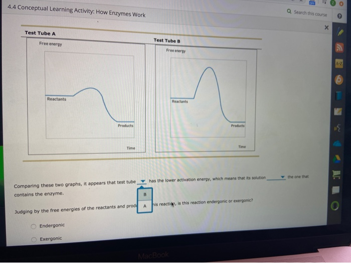 Solved 4.4 Conceptual Learning Activity: How Enzymes Work Q | Chegg.com