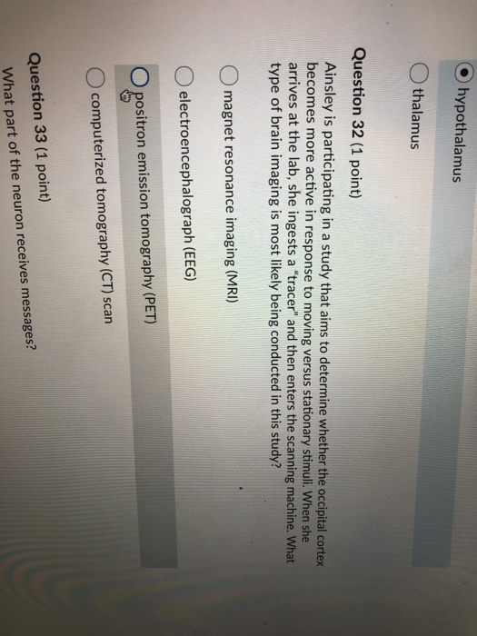 Solved Hypothalamus Othalamus Question 32 (1 Point) Ainsl...