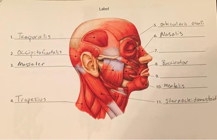 Solved Label s. orbicularis oculi 6. Nasalis 1. Temporalis Chegg