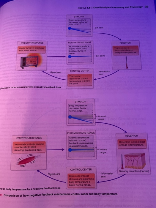 Solved What Would Be Happen To The Effector In Response T Chegg Com