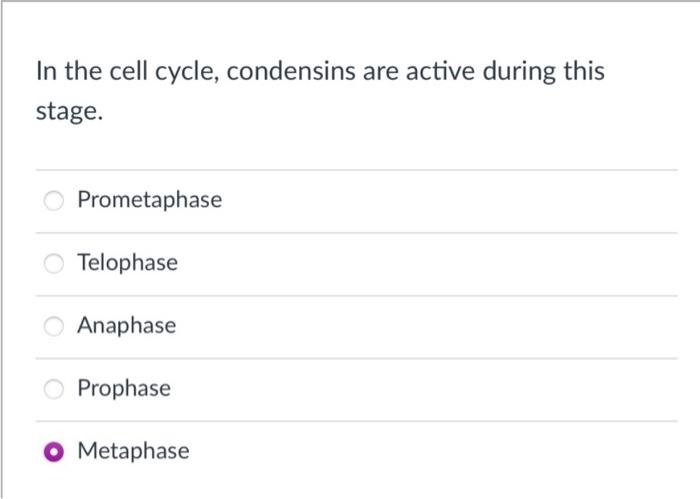 In the cell cycle, condensins are active during this stage.
Prometaphase
Telophase
Anaphase
Prophase
Metaphase