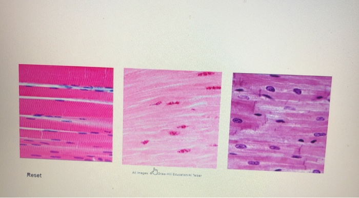 Solved: Muscle Tissue- Description Of Cells Drag The Follo... | Chegg.com