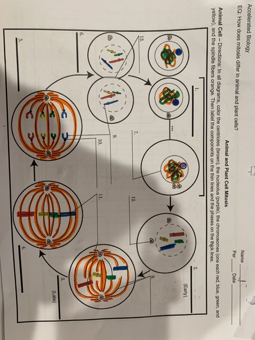 stages of mitosis in plant cells diagram