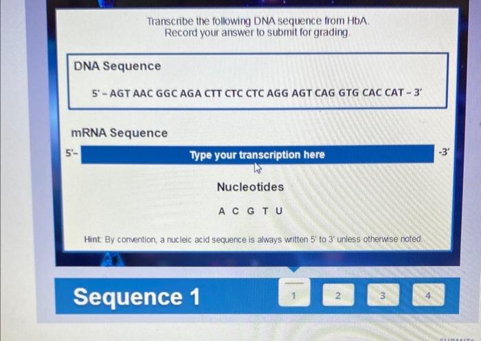 Solved Transcribe the following DNA sequence from HbA. | Chegg.com