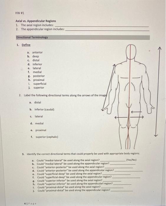 Solved HW #1 Axial vs. Appendicular Regions 1. The axial | Chegg.com